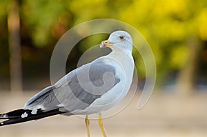 Seagull portrait