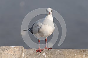 Seagull portrait,Close up view of white bird seagull sitting by the Concrete.