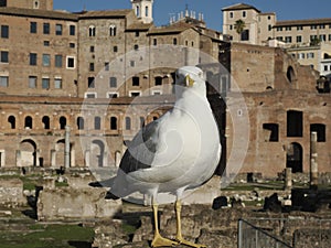 Seagull portrait on imperial forums fori imperiali rome buildings on walkway