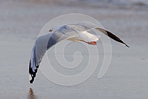 Seagull in Portsea Australia