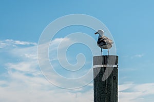 Seagull on post