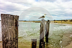 Seagull on post at New Jersey Shore