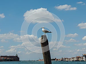 Seagull on a post in Venice.