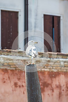 Seagull on Post in Venice