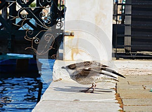 Seagull prepares to swoop over the water