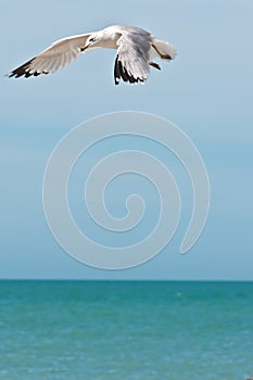 Seagull prepariing to dive into tropical waters of the gulf of Mexico for next mea