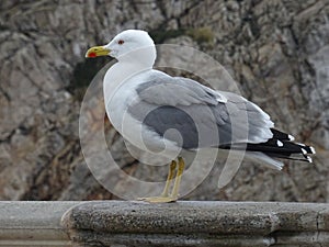 seagull in profile in Mallorca photo