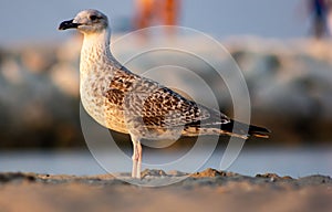 Seagull profile not yet fully developed, the feathers change around 2 years of life and the subject still has the color of the pl