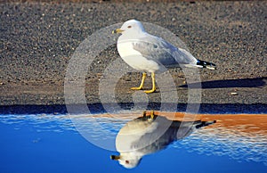 Seagull and puddle of water