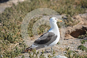 Seagull in Puerto Madryn, Chubut, Argentina