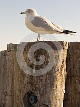 Seagull on Pylon