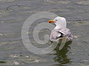 Seagull on quiet sea ocean water