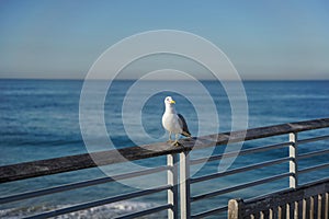 Seagull on the railing at the beach