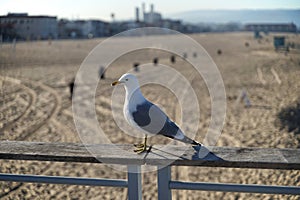 seagull on the railing at the beach