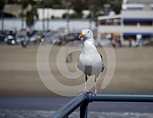 Seagull on Railing Craning His Neck