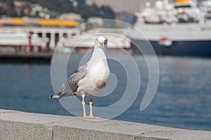Seagull on the railing of the embankment.