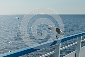 Seagull on the railing of a tourist ship.