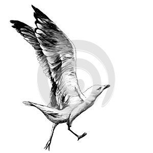 Seagull with raised wings runs and prepares to fly