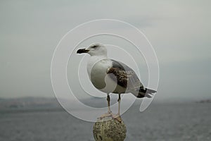 Seagull Ready To Fly