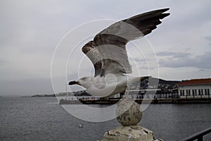 Seagull Ready To Fly