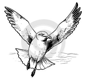 Seagull ready to fly Vector sketch