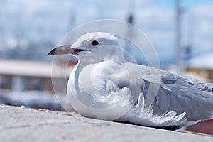 Seagull with red beak and eyes sits on the pavement. sea bird with grey feathers waiting patiently on the side of the