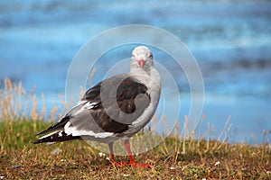 Seagull with a red beak and legs