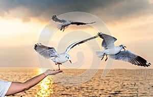 Seagull With red mouths and feet, eating food in people`s hands, with sky and sea