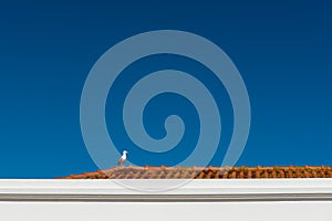 Seagull on a red roof, Nazare (Portugal)