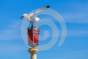 Seagull on a red street lantern