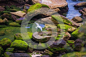 Seagull and reflection along shore