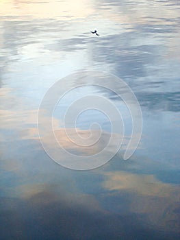 Seagull Reflection, Bar, Montenegro.