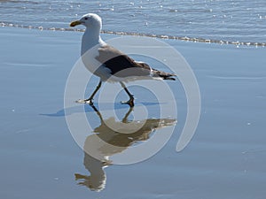 Seagull Reflection
