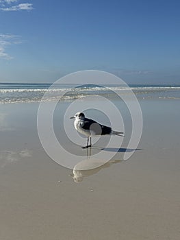 Seagull with reflection on beach sand