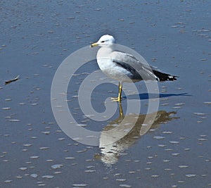 Seagull reflection beach