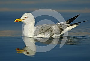 Seagull reflection