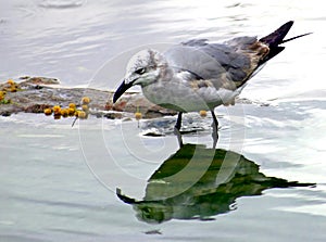 Seagull Reflection