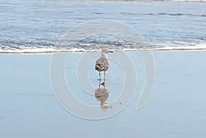 Seagull and reflection in the shoreline