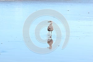 Seagull and reflection in the shoreline
