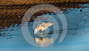 Seagull Reflections