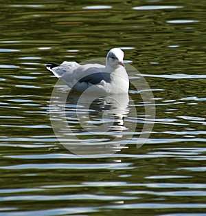 Seagull reflections at Smiths Pool