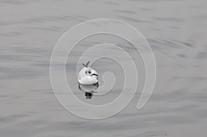 Seagull in a relaxing moment