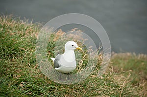 Seagull in a relaxing moment