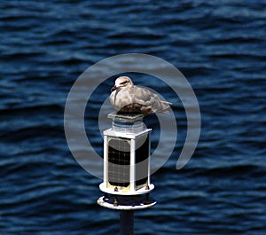 Seagull Resting