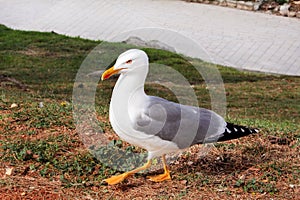 Seagull close shot and resting