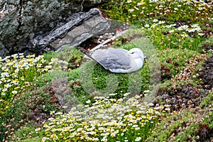 Seagull resting in the grass on a cliff with flowers.