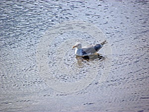 Seagull resting