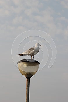 Seagull resting on a lamppost