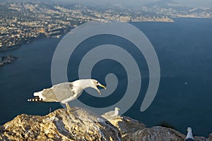 A seagull resting and making a powerful croak.