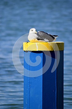 Seagull resting on a mooring post in Vilamoura marina